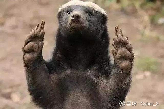 阿里平头哥最新芯片交货背后最大功臣居然是ta