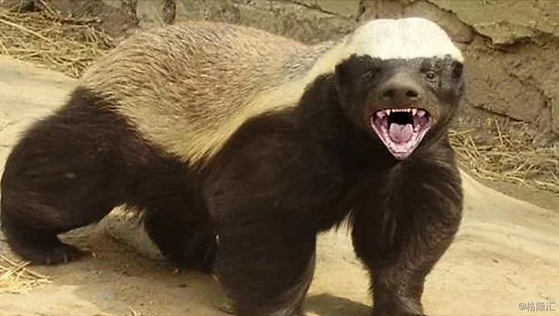 作者热情洋溢david