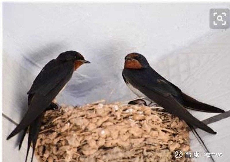 有人说,燕子不进"苦寒门",它们是如何分辨"穷人"和"富人"的?