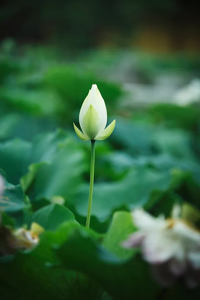 七宝池中菡萏馨一一东林千年莲香醉人