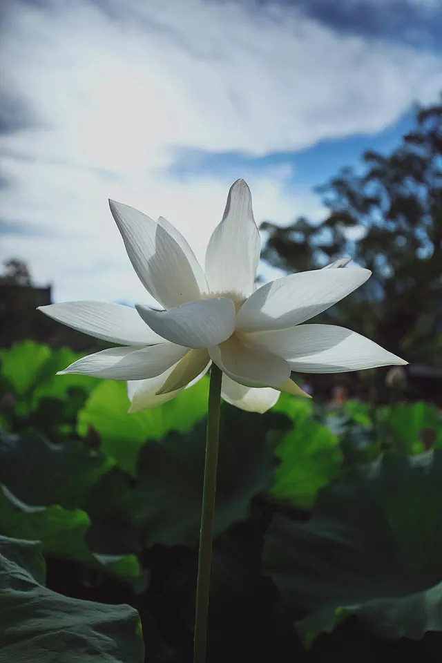 面對淨蓮,唸佛人對極樂家鄉一心神往,覽勝的當下,就已恍如遊珠網瓊林