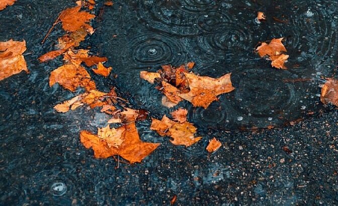 秋风秋雨颇相宜，万水千山木叶飞