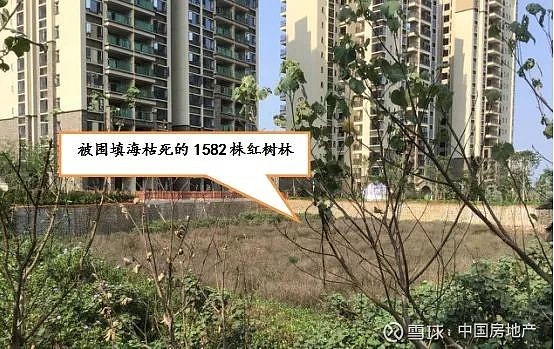 第一建闻再遭通报富力红树湾停售处罚背后