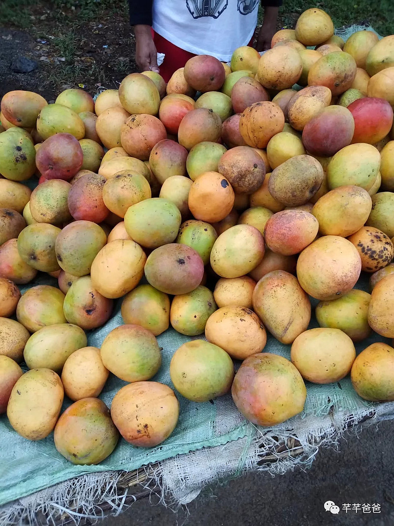 非洲考察的经历-4-肯尼亚