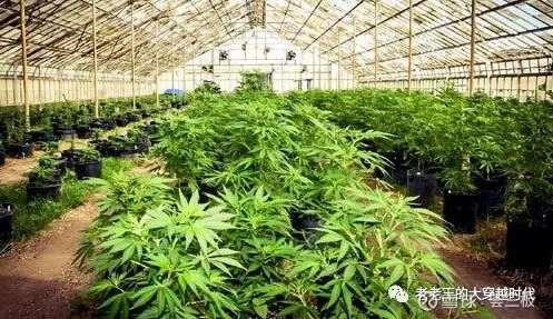 大麻在中国大麻这种软毒品 还有吸食大麻的合法化 在当今社会已经算是一个比较热门的话题 在各路狗仔队的追踪调查之下 光是在国内 就已