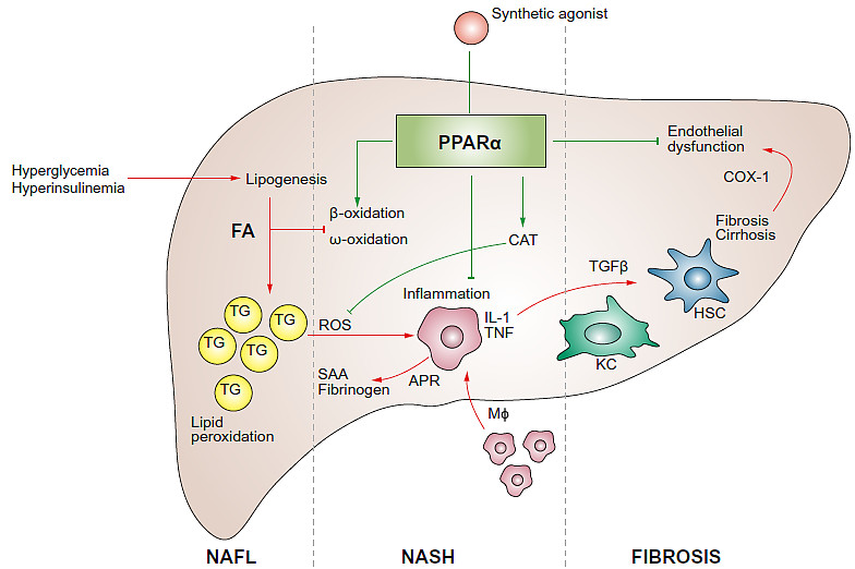 非酒精性脂肪肝病(NAFLD)流水账之三:近期临床在研最关注药物 NASH系列终于整理到了信息量最大、最为精彩的章节(好久没有这么刻苦读文献了 ...
