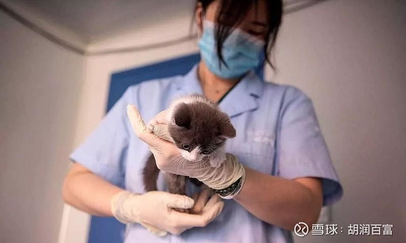 Kaiyun：成功克隆成历史首例！上海“四大名猪”之一如今怎么样了？