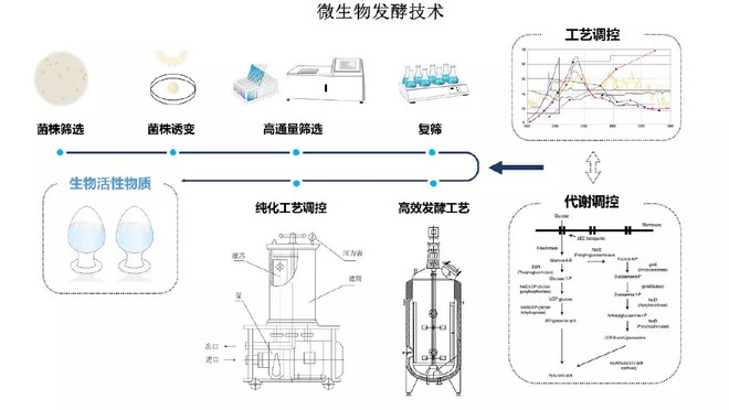 微生物菌剂：现代农业的绿色使者