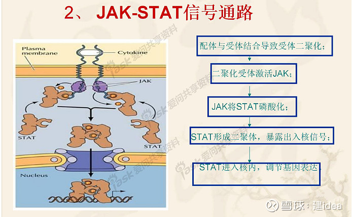 jak是一種非受體酪氨酸激酶,在受到特異性生長因子,生長激素,趨化因子