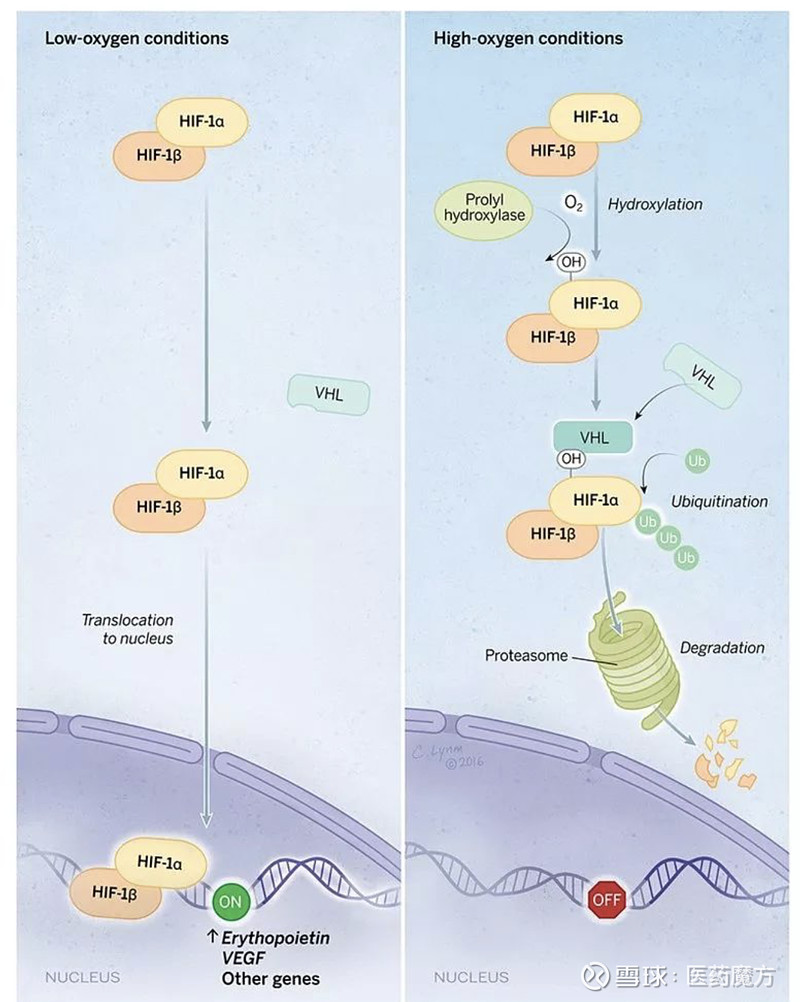 【生物氧气感知通路关键物质—缺氧诱导因子 hif-1】本次诺奖颁发