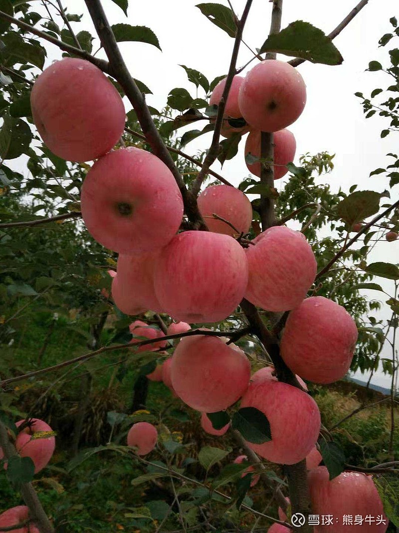 甘肃庆阳红富士苹果丰收了，纯天