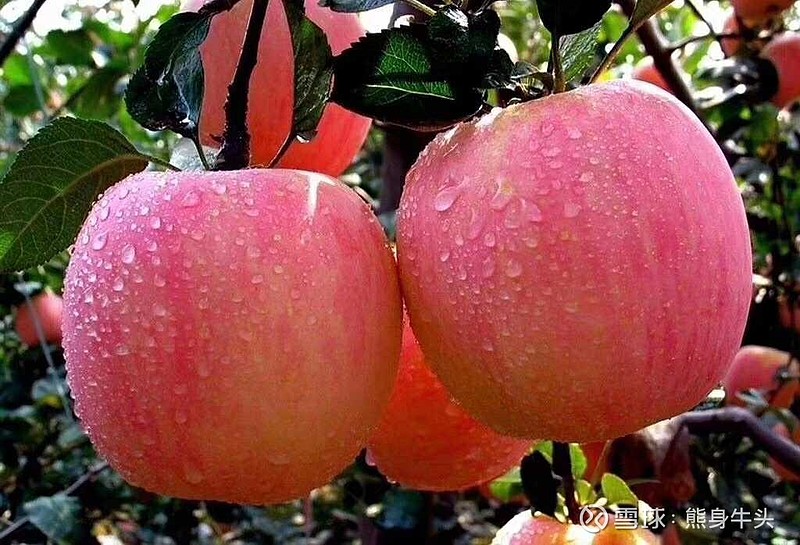 甘肃庆阳红富士苹果丰收了，纯天