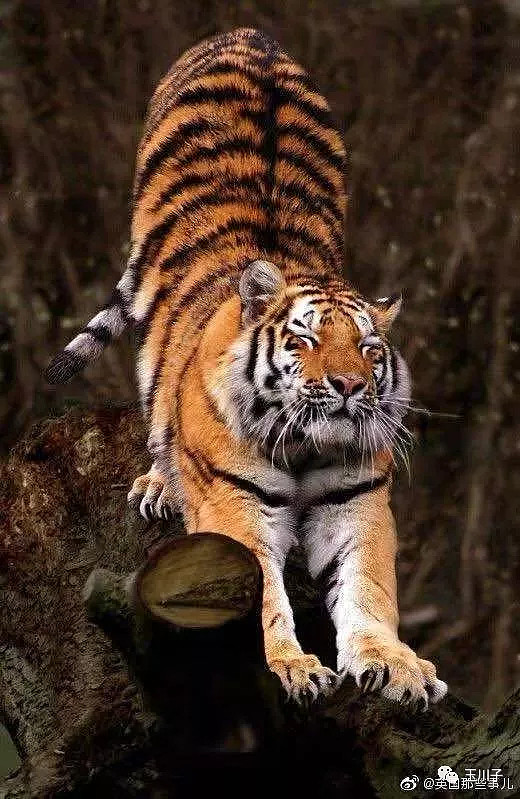 如何愉快的和虎哥做朋友