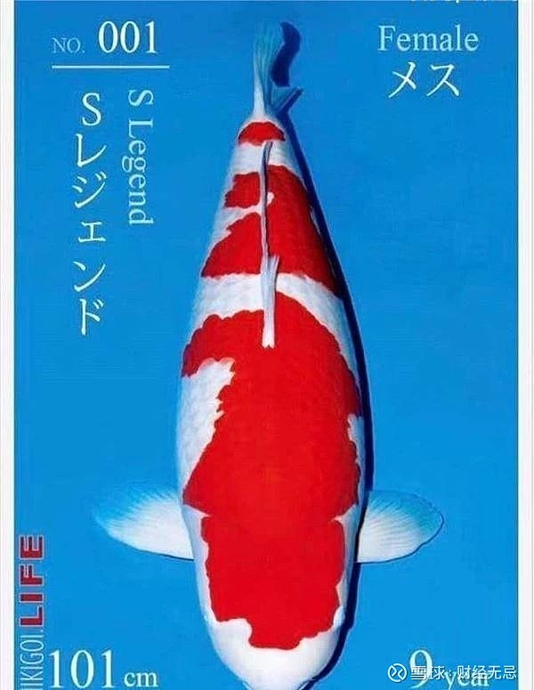 例如在2018年10月4日,在日本锦鲤阪井竞卖会中锦鲤"s传说"——成交价