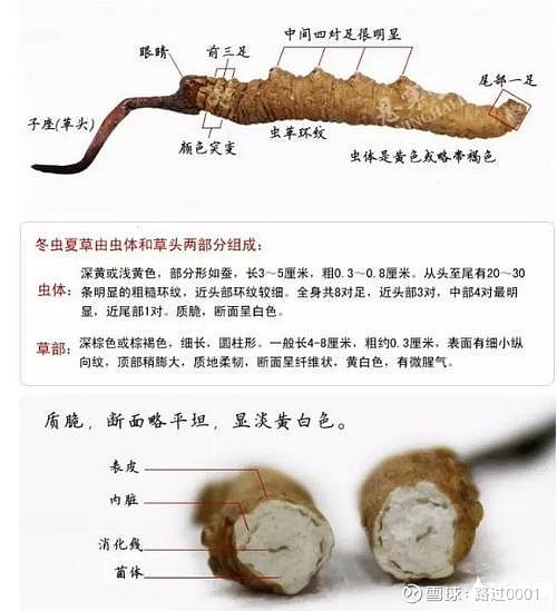 冬虫夏草高价背后的心酸
