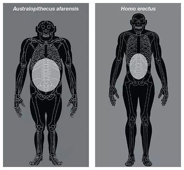 这样理解:如果把人类身体比作公司,当公司发现"肠道"部门不需要这么多