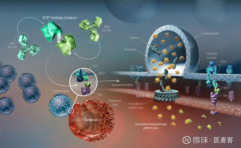 刚刚!amgen双特异性抗体blincyto在国内申报上市丨医麦猛爆料