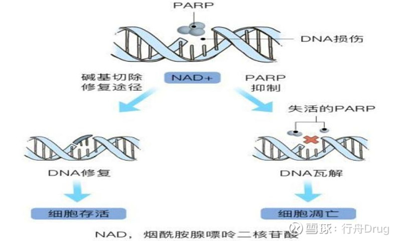 陷阵——申报上市 点击上方的 行舟drug ▲ 添加关注 1氟唑帕利胶囊