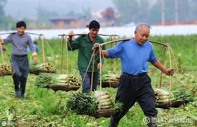 张万村的村民陈东贤夫妇在村向日葵种植基地以每亩400元的价格转让了