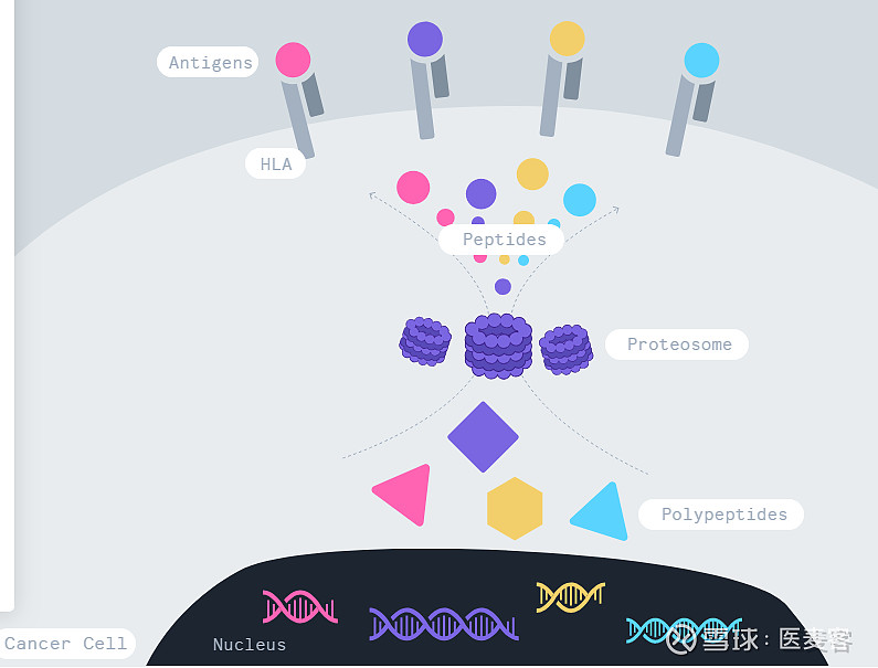 初创公司基于“暗抗原”开发现成的肿瘤疫苗和CART疗法丨医麦黑科技 本文由医麦客原创，欢迎分享，转载须授权 2019年11月11日/医麦客