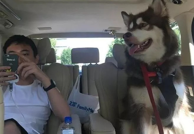 法院一纸"禁高消费令",让王思聪的狗可以继续坐着私人飞机前期抵达,但