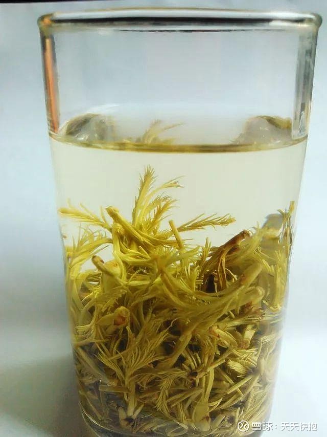 黄练芽树(帝富莱黄鹂芽树)在我国的水平