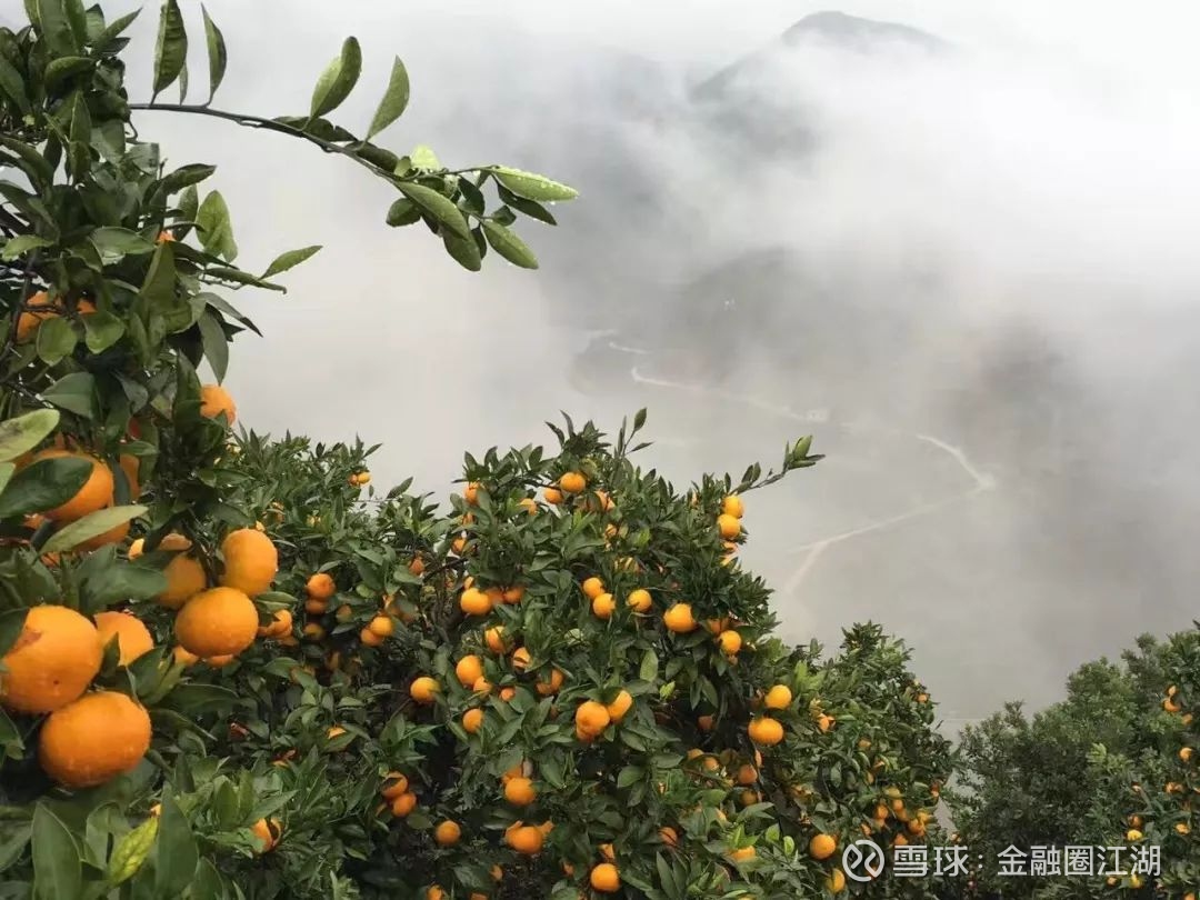 金桔树的寓意和象征 植物知识 植物百科园