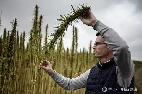 工业大麻产品须过研发和监管两大关导读专家认为 以cbd 为代表的大麻素未来可能应用场景丰富 包括医药保健 食品饮料 美容护肤等 市场规模有望保持高速增长