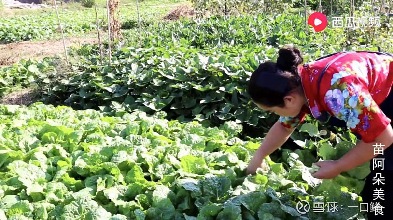 腌汤肥肠 脆皮猪蹄 她将苗族美食搬上西瓜 视频 圈粉150万常言道 民以食为天 吃饭可以说是人生中的一件大事 不过 对于吃惯了城市里精致美食的人们来说 原生态的乡村美食显得没有