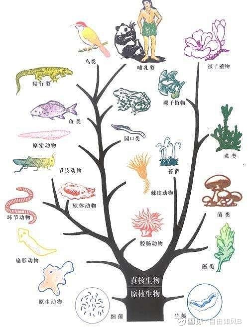 生命诞生发展是个奇迹