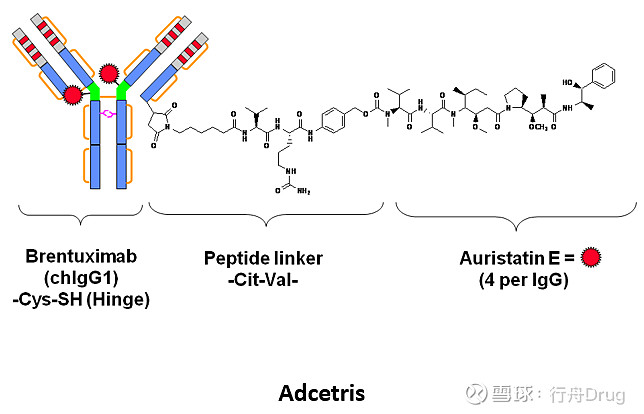初识抗体偶联药物——笔记整理版 点击上方的 行舟Drug 添加关注 抗体偶联药物（Antibody-Drug Conjugate，ADC）是 ...