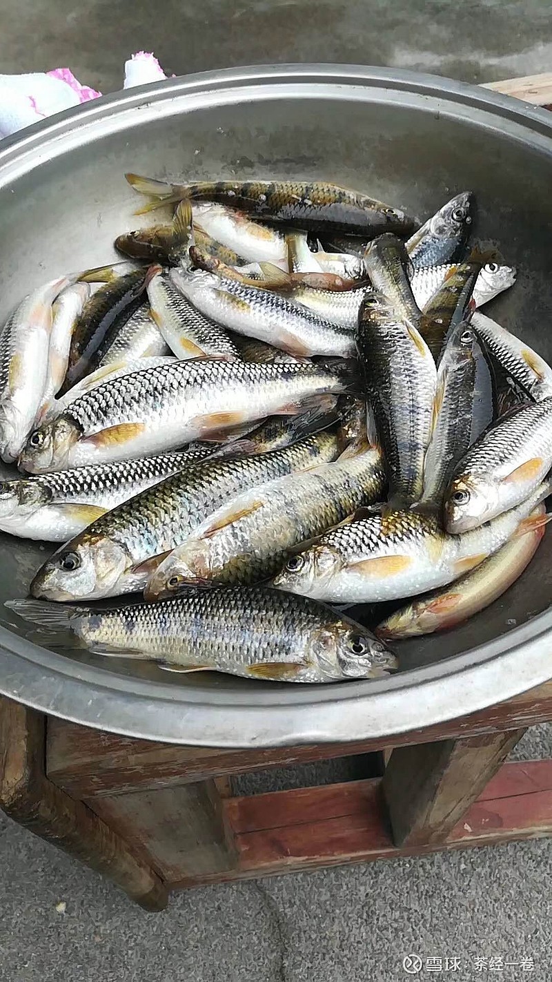 溪水石斑鱼,若喜欢不要客气,工友们自己钓的.