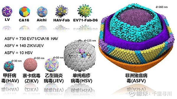 非洲猪瘟 (african swine fever,asf)是由非洲猪瘟病毒科的非洲猪瘟