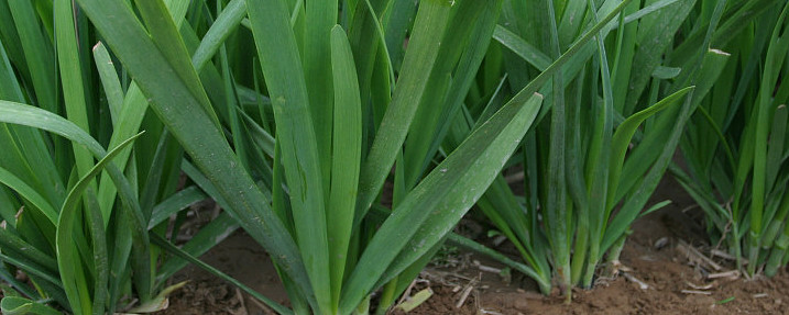 一棵韭菜的自我修养