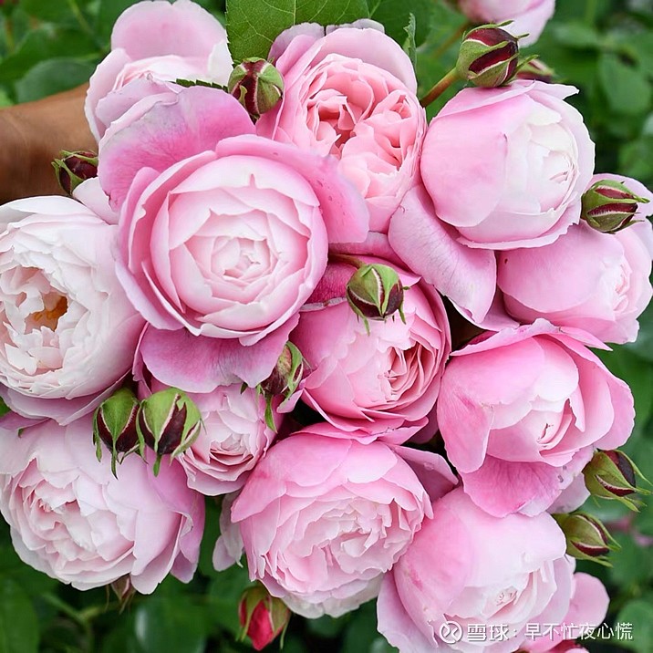 不急不躁. $长春高新(sz000661)$ - 雪球