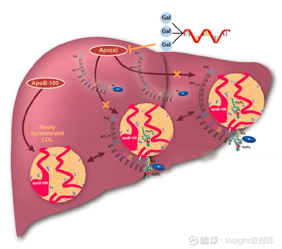 降脂新疗法 诺华反义rna 疗法国内申报临床1 月8 日 Cde 官网显示诺华 Novartis 的反义rna 疗法tqj230 在中国申报临床 1 图