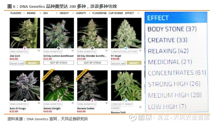 雪球