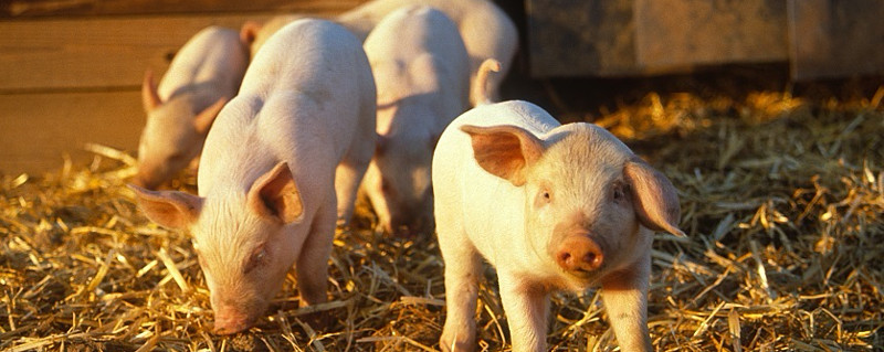 牧原股份:猪一年发情几次,才达到明年增长预期?