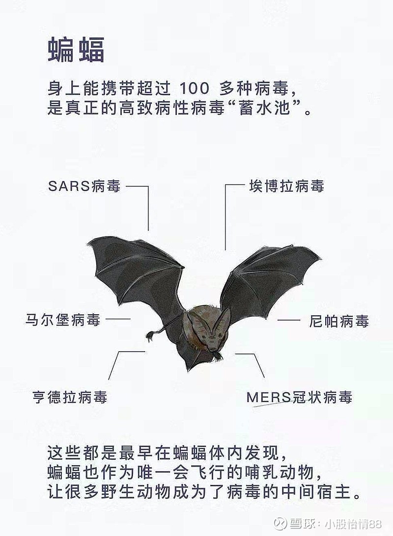 蝙蝠免疫一切病毒图片