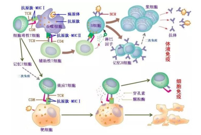 致人逝世的同批次剩下免疫球蛋白药品已封存召回