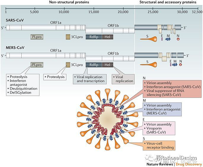 洞见:关于抗2019-ncov病毒老药新用策略解析