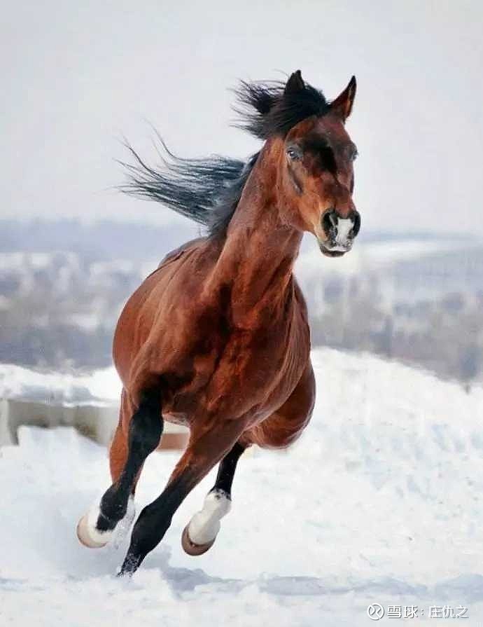 买股票犹如驯烈马