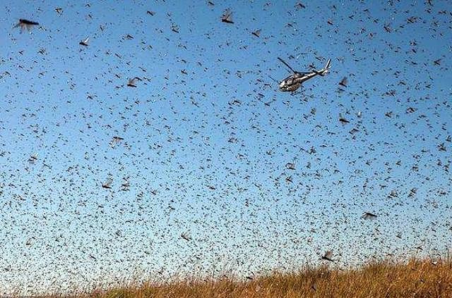 印度虫灾危及中国?回应:威胁不大