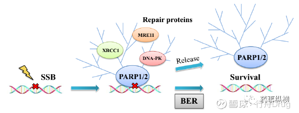 parp抑制剂行业的深度报告引言聚腺苷二磷酸核糖聚合酶 poly adp ribose polymerase parp 是基于协同致死作用的