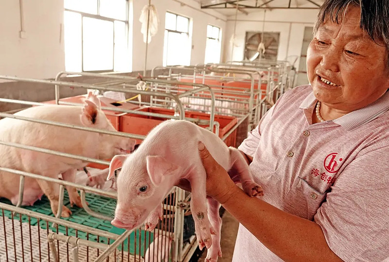 养猪致富的河南首富