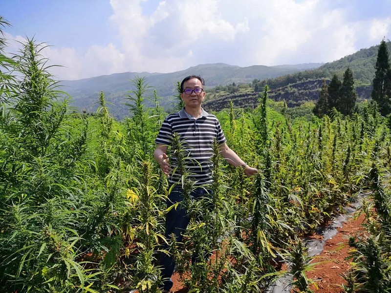 粟建光教授说,目前,尽管对工业大麻有各种各样的声音,褒贬不一,但是