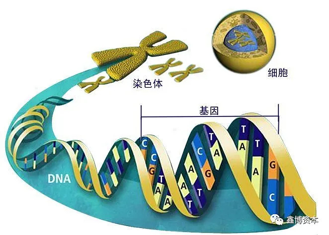 基因和新冠病毒测序及比对的科普