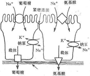 关的转运蛋白质主动转运是人体最重要的物质转运形式,除上述的钠泵外