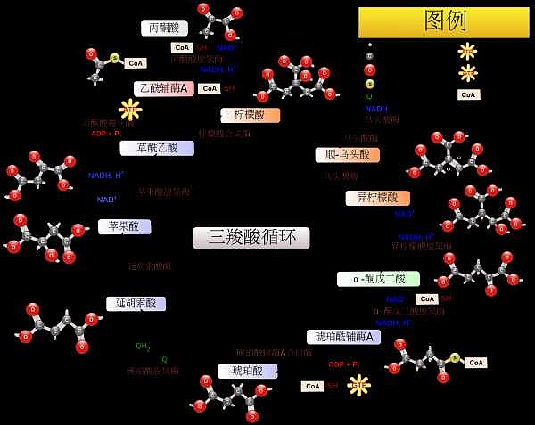 柠檬酸丙酮酸循环 xueqiu.com