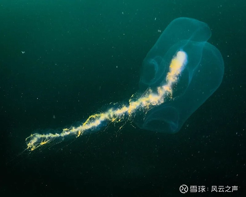 图片来源:monterey bay aquarium但从演化上来说,所有的游动孢子都有